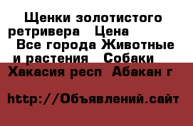 Щенки золотистого ретривера › Цена ­ 15 000 - Все города Животные и растения » Собаки   . Хакасия респ.,Абакан г.